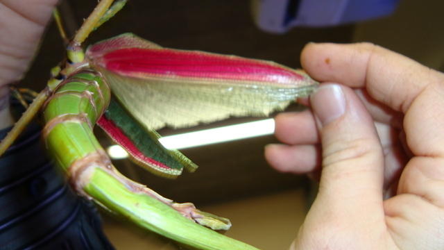 DSC01164.JPG